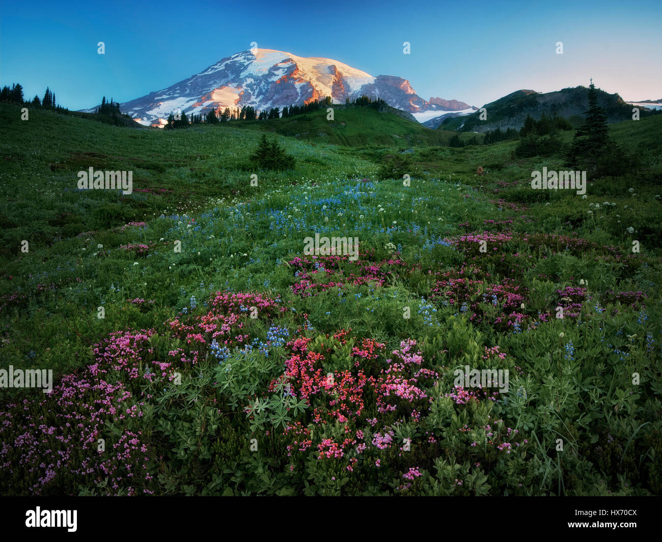 Lever du soleil avec des fleurs sauvages et Mt. Rainier. Mt. Rainier National Park, Washington Banque D'Images