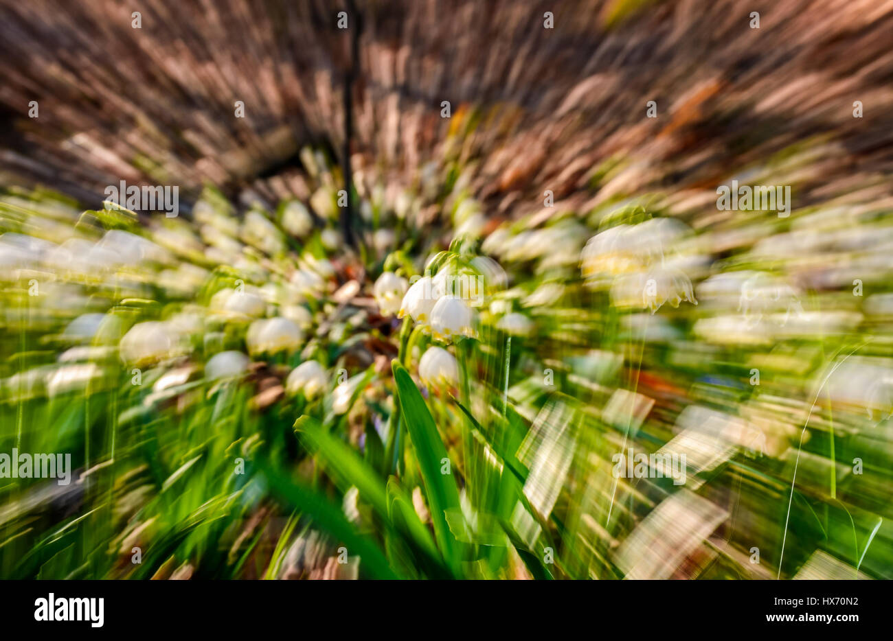 Flocon, premières fleurs du printemps. Résumé fond avec effet de flou de zoom optique Banque D'Images