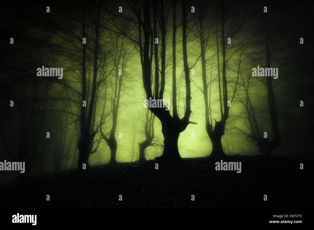 Sombre forêt avec arbres effrayant Banque D'Images