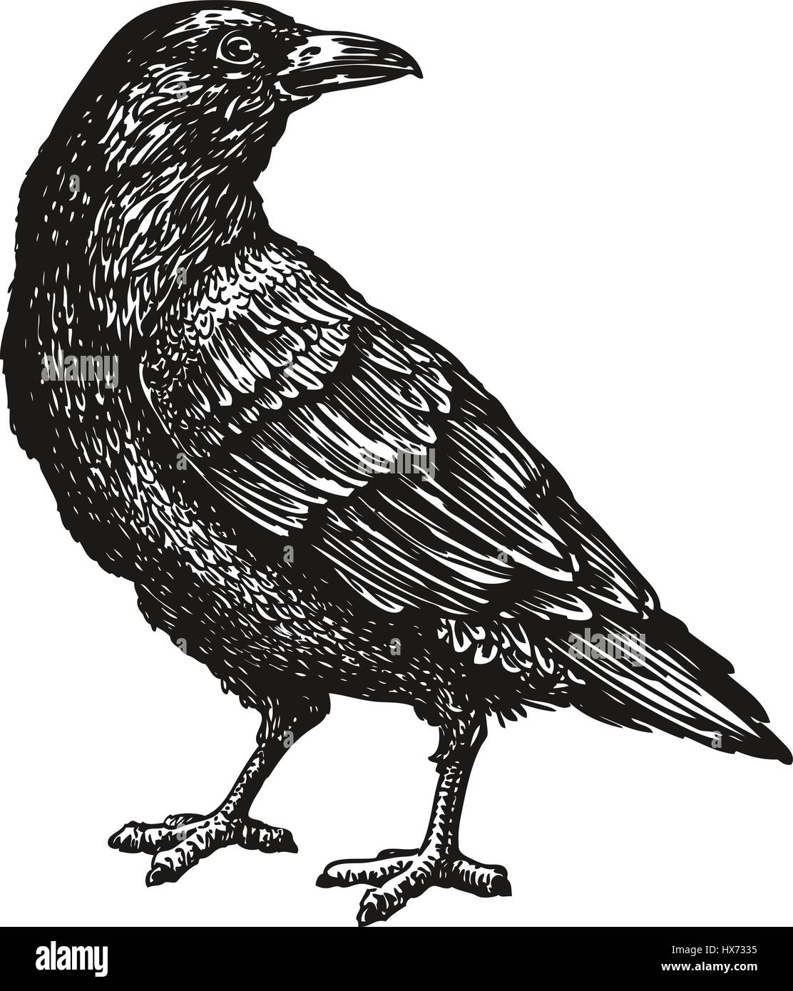 Black crow dessiné à la main. Corbeau, oiseau, sketch, vector illustration Illustration de Vecteur