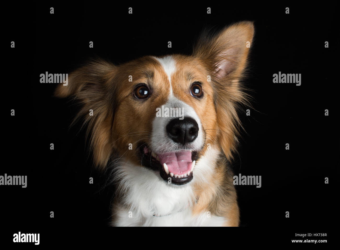 Shirley, la magnifique collie Banque D'Images