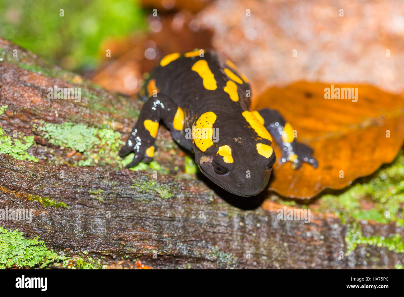 Salamandra Salamandra salamandre terrestre ou. Close up d'une salamandre jaune et noir dans son habitat naturel Banque D'Images