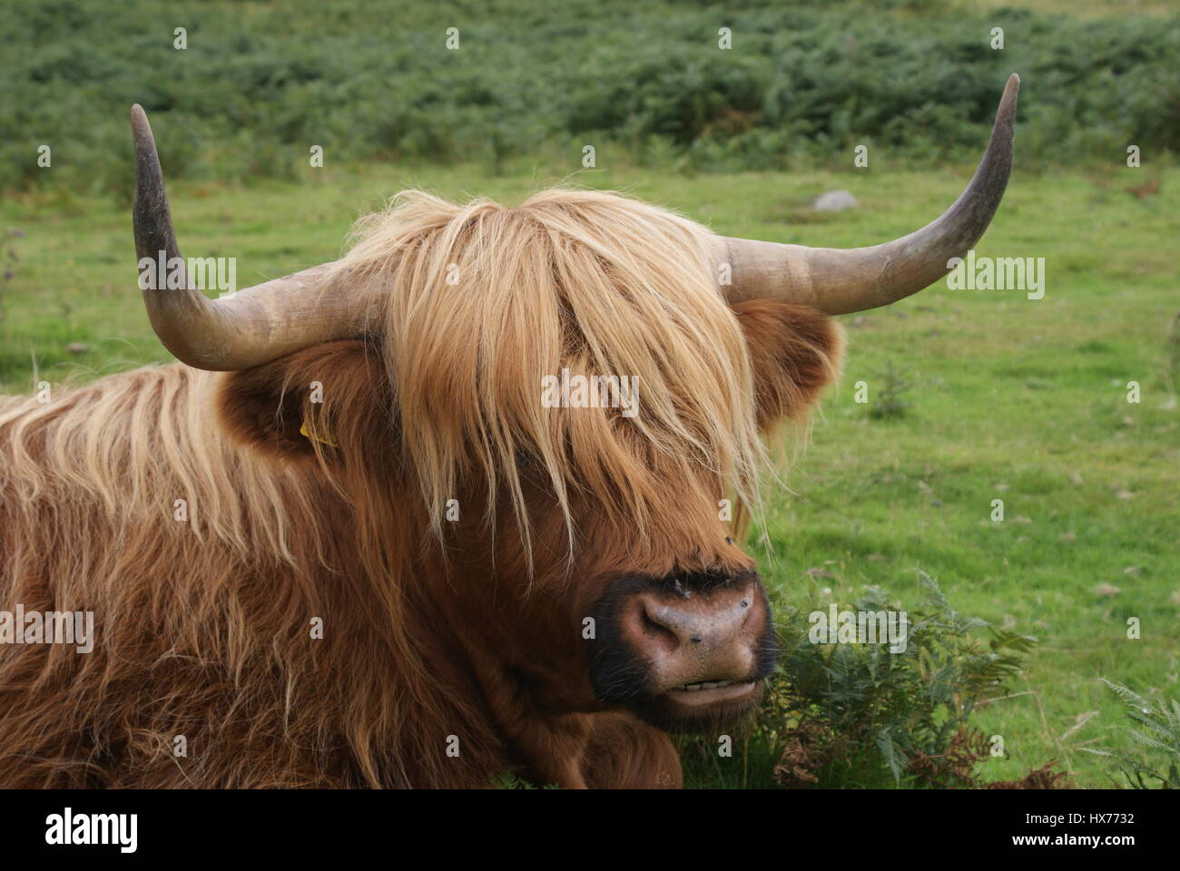 Vache Highland à Dartmoor Banque D'Images