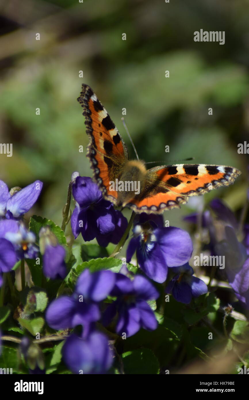 Les petites écailles de papillon sur les altos Banque D'Images