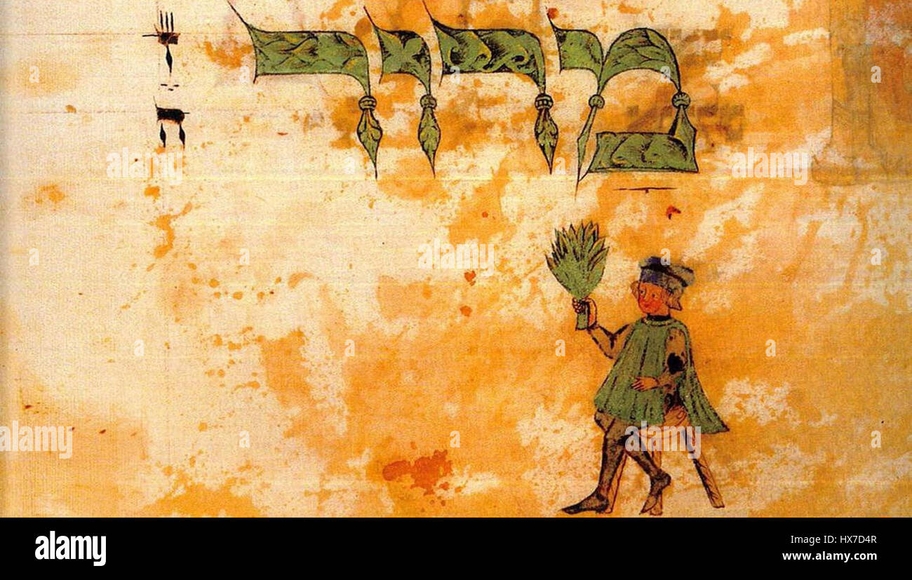 Le Marror, également connu sous le nom de Moringa ou Drumstick Tree, est un légume à feuilles avec de nombreux bienfaits pour la santé. Il est riche en vitamines et minéraux et est couramment utilisé dans les plats traditionnels en Asie et en Afrique. Banque D'Images Le Marror, également connu sous le nom de Moringa ou Drumstick Tree, est un légume à feuilles avec de nombreux bienfaits pour la santé. Il est riche en vitamines et minéraux et est couramment utilisé dans les plats traditionnels en Asie et en Afrique. Banque D'Images