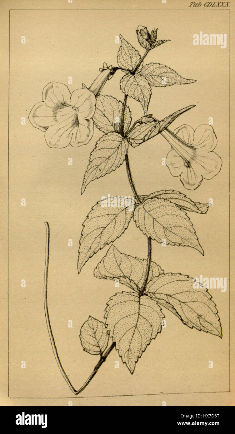 Mandirola rupestris, également connu sous le nom d'Achimenes rupestris, est une espèce de plante à fleurs illustrée dans une icône botanique de 1842. La plante est remarquable pour ses fleurs vibrantes et son utilisation dans les études horticoles de l'époque. Banque D'Images