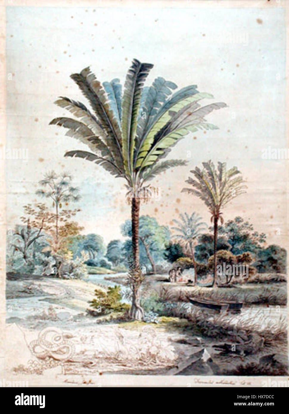 Manicaria saccifera, également connu sous le nom d'arbre à sac ou de palmier à sac, est une espèce originaire d'Amérique centrale et du Sud. Il est connu pour ses grands sacs de fruits fibreux qui peuvent être utilisés à diverses fins, y compris l'artisanat et les matériaux traditionnels. Cette illustration capture probablement les caractéristiques distinctives de l'arbre et de son fruit. Banque D'Images