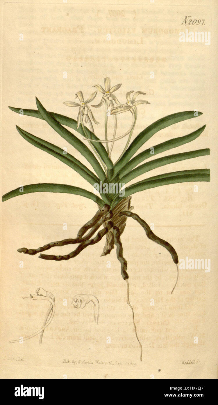 L'illustration botanique de Curtis, le magazine Botanical (1819), représente Neofinetia falcata, une espèce d'orchidée anciennement connue sous le nom de Limodorum falcatum. Le dessin détaillé met en évidence les fleurs distinctives de l'espèce. Banque D'Images