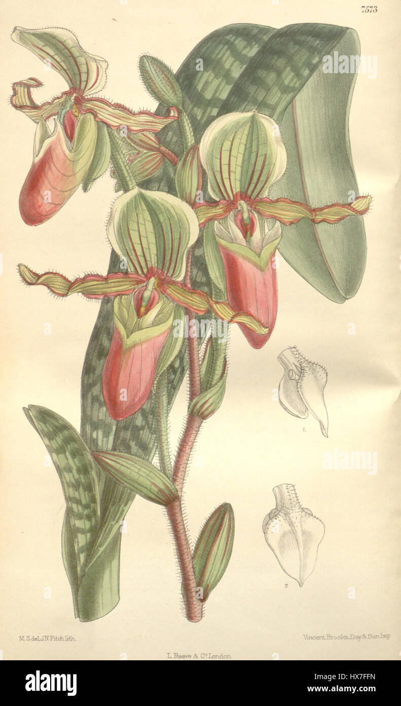 Paphiopedilum victoria mariae est une espèce d'orchidée connue pour sa fleur unique et frappante. Originaire d'Asie du Sud-est, il est admiré pour sa forme distinctive et ses couleurs vibrantes, ce qui en fait un choix populaire parmi les amateurs d'orchidées. Banque D'Images