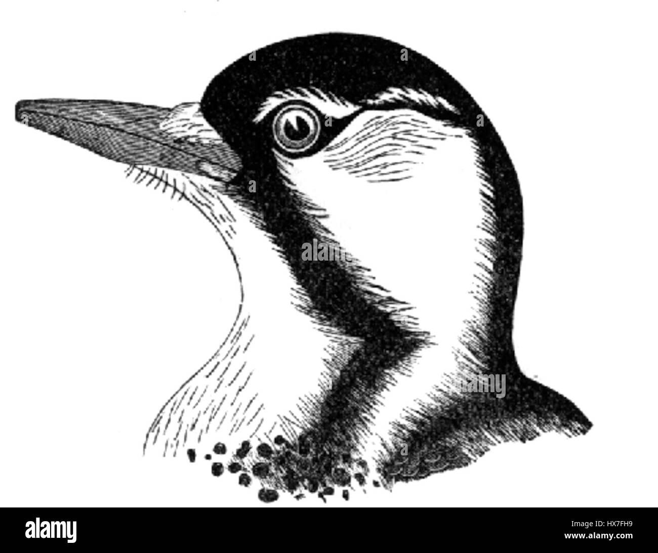 Picoides borealis, communément connu sous le nom de scintillement nordique, est une espèce de pics que l'on trouve en Amérique du Nord. Il est connu pour ses marques distinctives et son rôle dans les écosystèmes forestiers. Banque D'Images