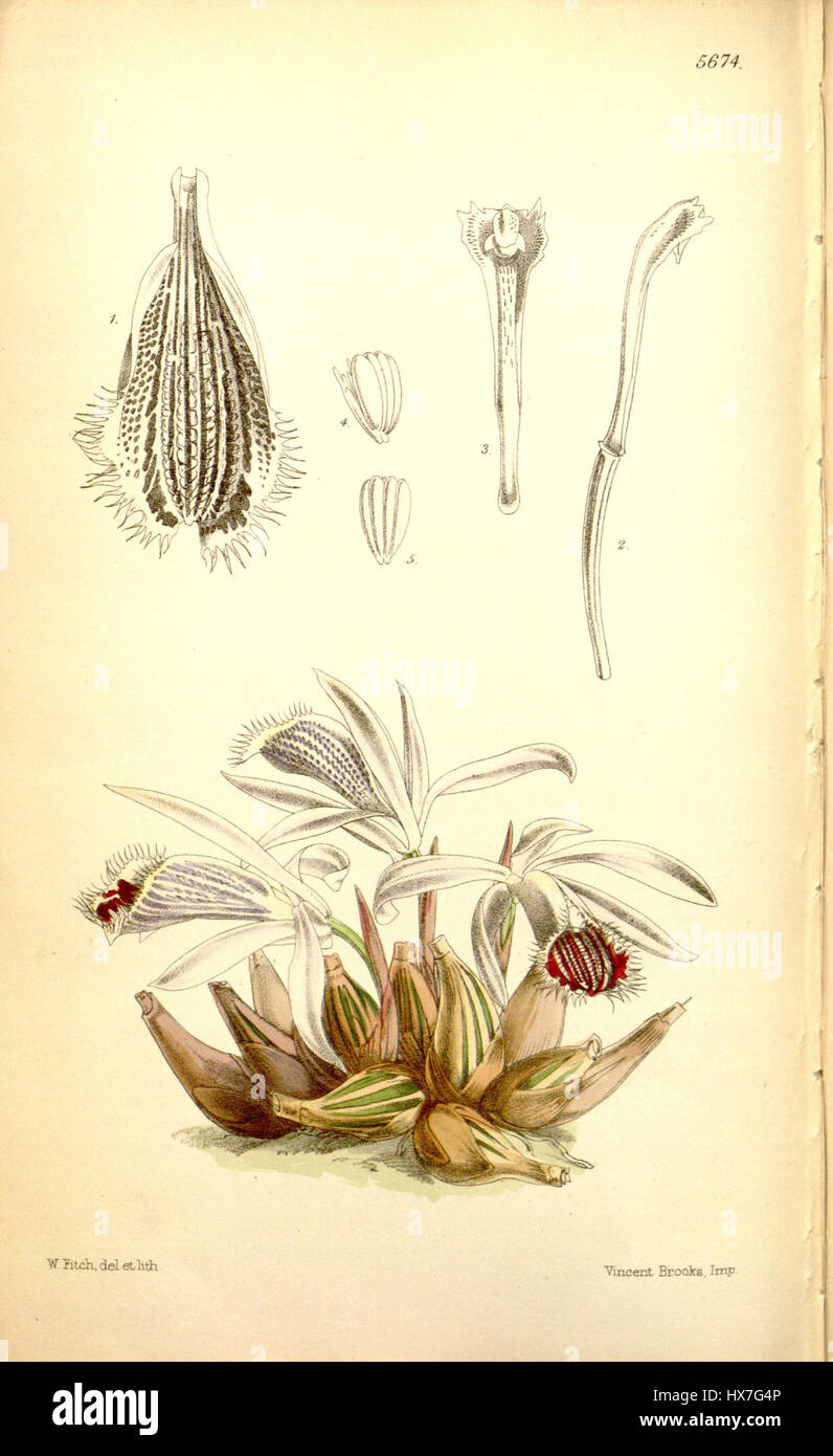 Illustrée dans le magazine Botanical de Curtis, cette plaque de 1867 présente Pleione humilis, une espèce d'orchidée classée à l'origine comme Coelogyne humilis. L'œuvre met en valeur les fleurs délicates et les caractéristiques botaniques de la plante. Banque D'Images