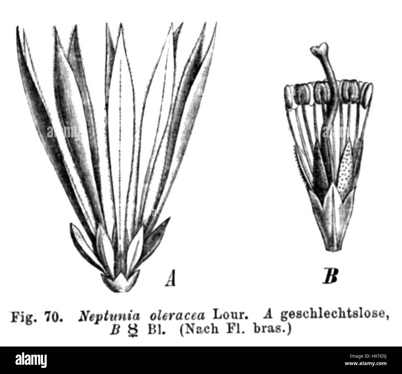 Neptunia oleracea Taub est une espèce de plante aquatique présente dans les régions tropicales. Il est connu pour ses feuilles flottantes uniques et ses petites fleurs roses. Souvent présente dans les milieux humides et les marais, cette plante joue un rôle dans la stabilisation de l’écosystème aquatique et soutient la biodiversité locale en fournissant un habitat à diverses espèces. Banque D'Images