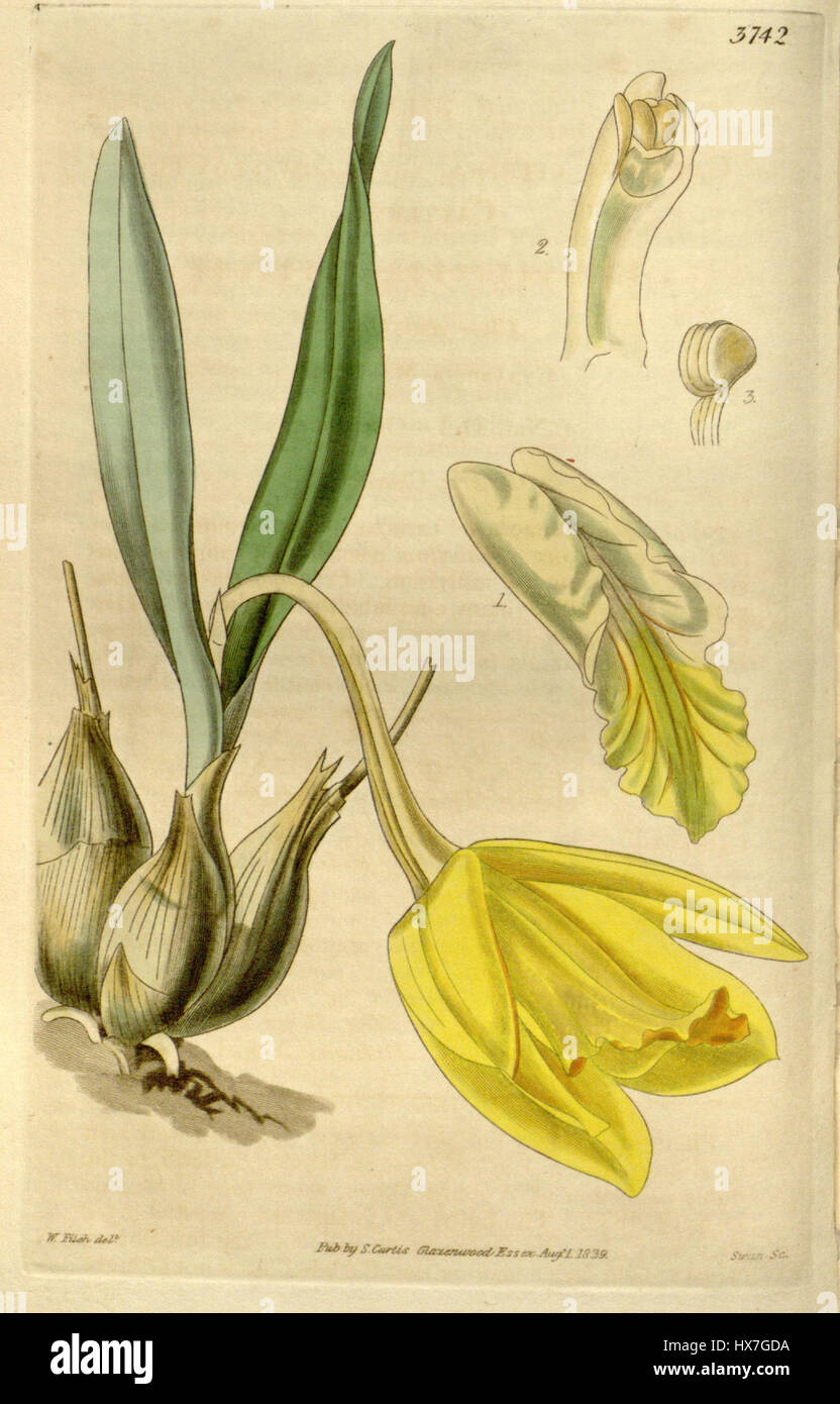 Prosthechea citrina, anciennement connue sous le nom de Cattleya citrina, est une espèce d'orchidée illustrée dans Curtis's Botanical Magazine (1840), connue pour ses fleurs jaunes distinctives. Banque D'Images