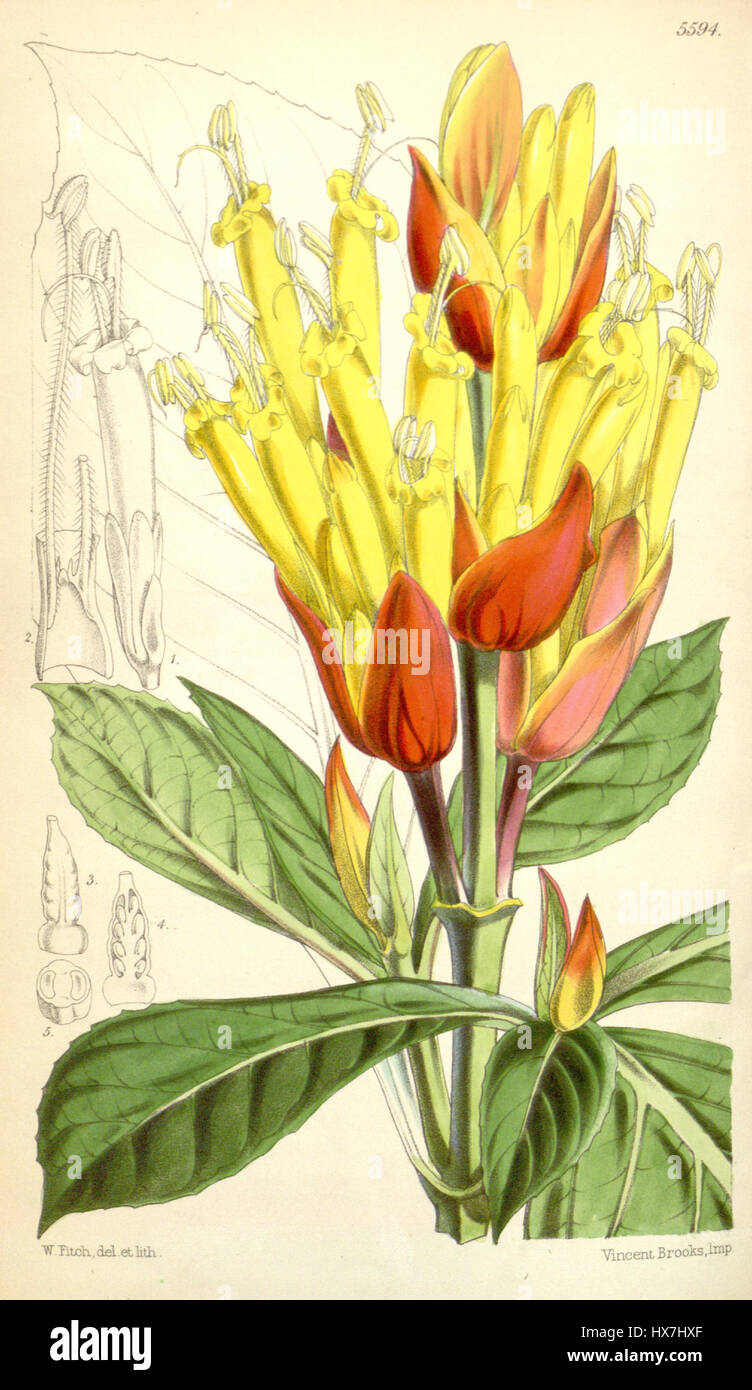 'Sanchezia nobilis' est une espèce végétale illustrée dans le Botanical Magazine, volume 92, planche 55, publié en 1866, mettant en valeur son feuillage distinctif. Banque D'Images