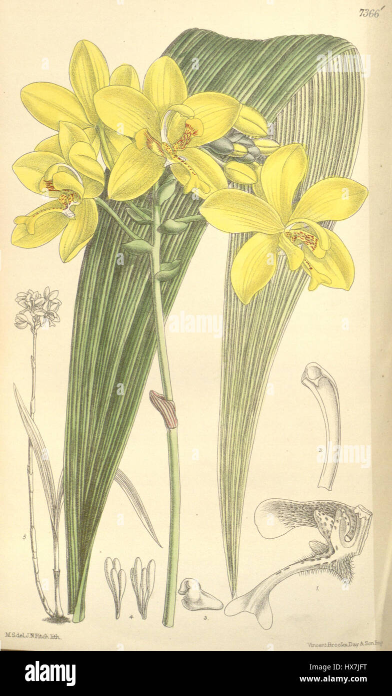 *Spathoglottis gracilis* est une espèce d'orchidée, détaillée dans *Curtis' Botanical Magazine* en 1894. Connue pour ses fleurs délicates, cette orchidée est originaire d'Asie du Sud-est et est admirée pour son aspect gracieux et sa couleur vibrante. Banque D'Images