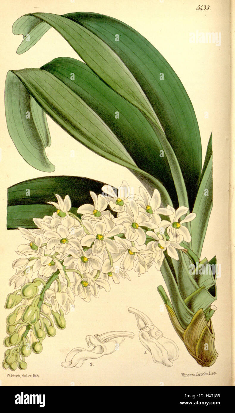 Rhynchostylis gigantea subsp. Gigantea, anciennement connu sous le nom de Saccolabium harrisonianum, est une espèce d'orchidée illustrée dans le magazine Botanical de Curtis. L'illustration met en valeur son arrangement floral élégant et fait partie de la documentation botanique de 1864. Banque D'Images