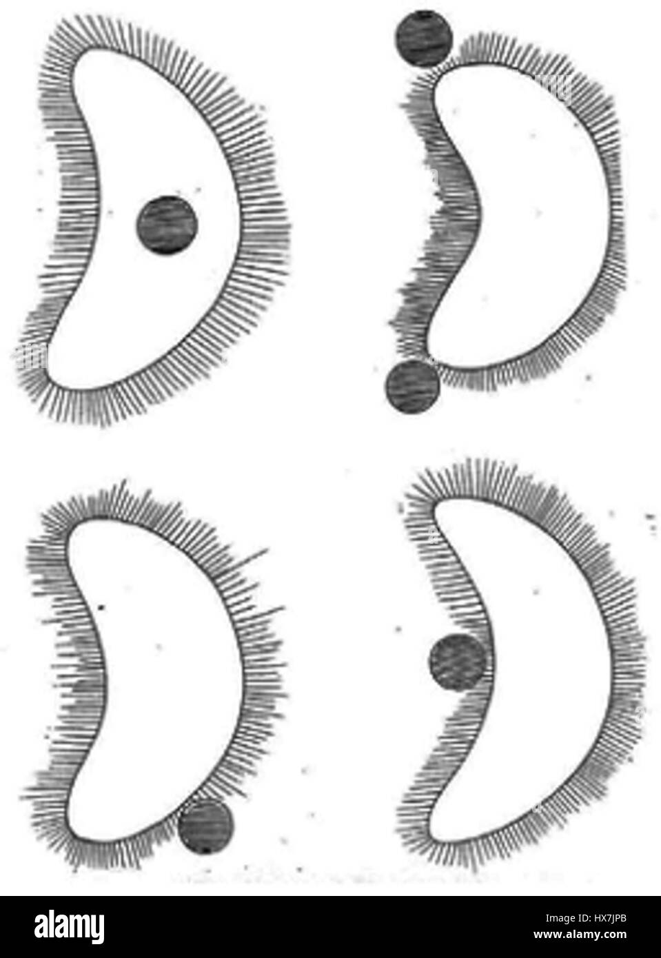 La représentation de Vénus et de ses satellites par Stroobant est une représentation astronomique de la planète Vénus entourée de ses phénomènes célestes observés, capturant les aspects scientifiques et artistiques de la planète. Banque D'Images
