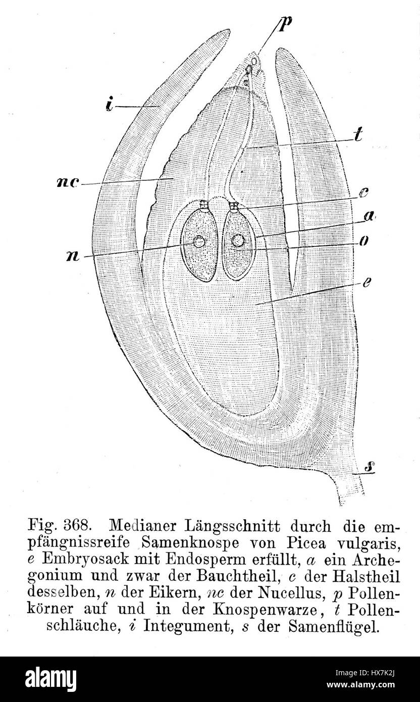 Samenlage Picea vulgaris Strasburger, de 1900, est une étude botanique illustrant le processus de reproduction de l'épinette de Norvège (Picea vulgaris). Le travail met en évidence la biologie complexe des conifères, en se concentrant sur le développement de leurs semences. Banque D'Images
