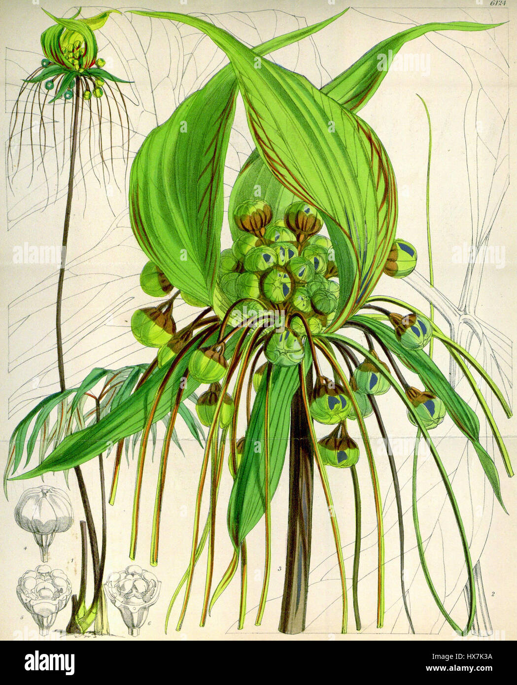 Tacca leontopaloides, communément appelé pied de lion, est une espèce de plante tropicale originaire d'Asie du Sud-est. Il est reconnu pour ses feuilles frappantes et sa structure florale unique, souvent utilisée dans les études botaniques et les expositions horticoles. Banque D'Images