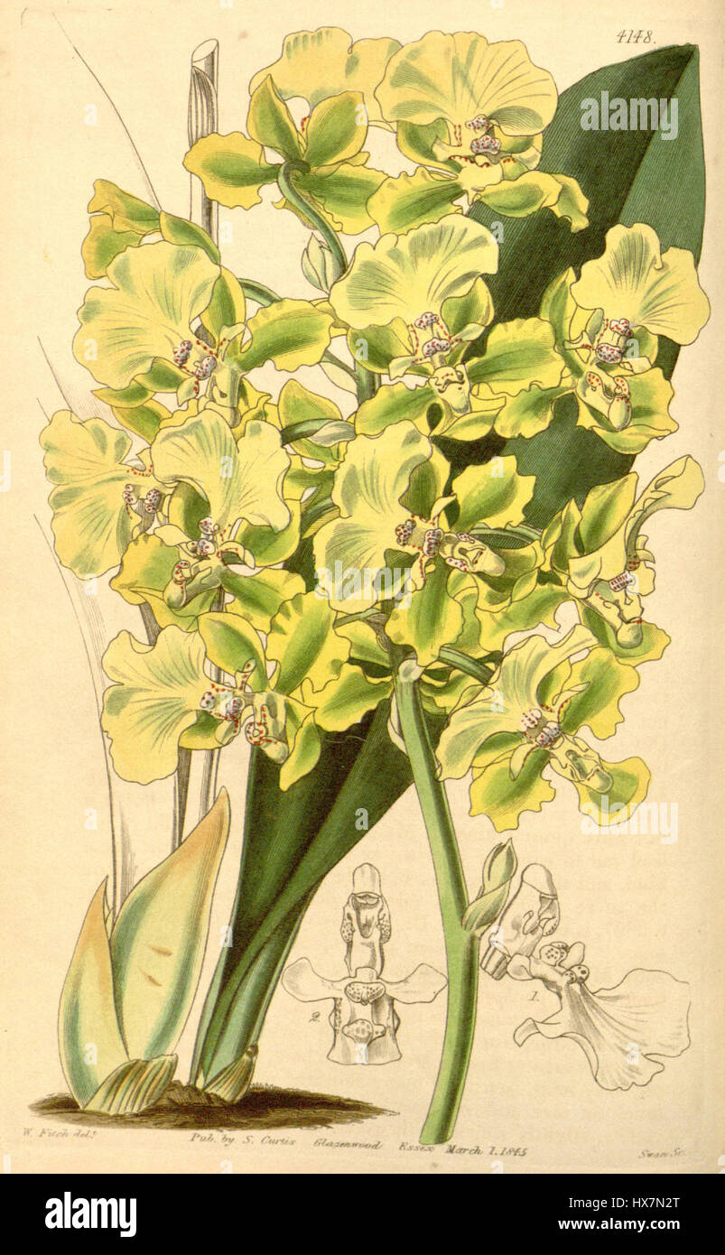 Trichocentrum bicallosum, anciennement connu sous le nom d'Oncidium bicallosum, est une espèce d'orchidée documentée dans Curtis' Botanical Magazine (1845). Il est connu pour ses fleurs uniques et fait partie de la famille des Orchidaceae. Banque D'Images