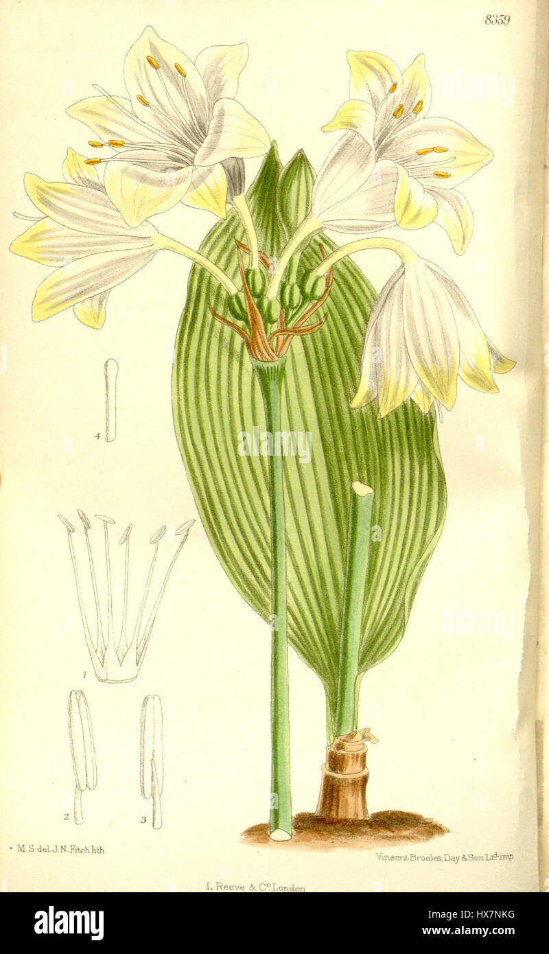 Une illustration d'Urceocharis edentata, une espèce de plante, montrée avec des détails botaniques précis. L'image fait partie d'une étude botanique documentant les caractéristiques et les schémas de croissance de l'espèce. Banque D'Images