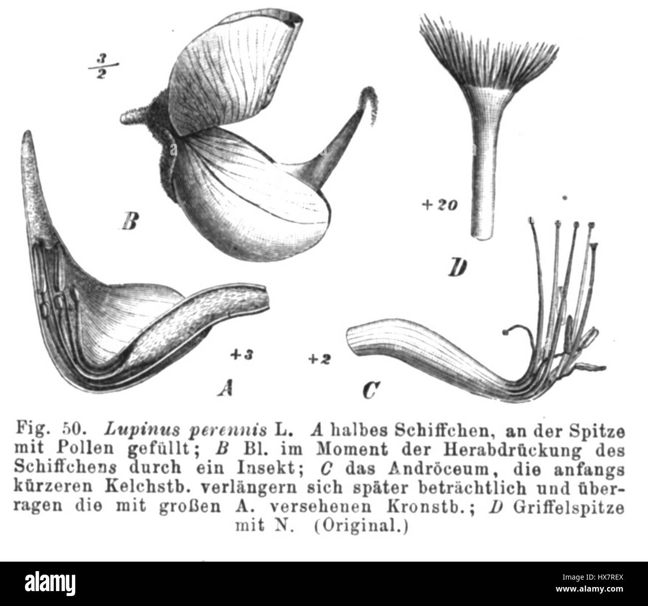 Lupinus perennis, communément appelé lupin pérenne, est une espèce de plante à fleurs originaire d'Amérique du Nord. Connu pour ses fleurs bleues et violettes saisissantes, il est communément trouvé dans les prairies, les prairies et les bois. Banque D'Images