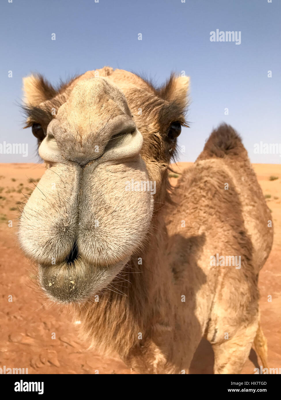 Camelus dromedarius, dromadaire (également connu sous le nom de chameau d'arabie) à la caméra en en très portrait, cadre vertical, drôle. Banque D'Images