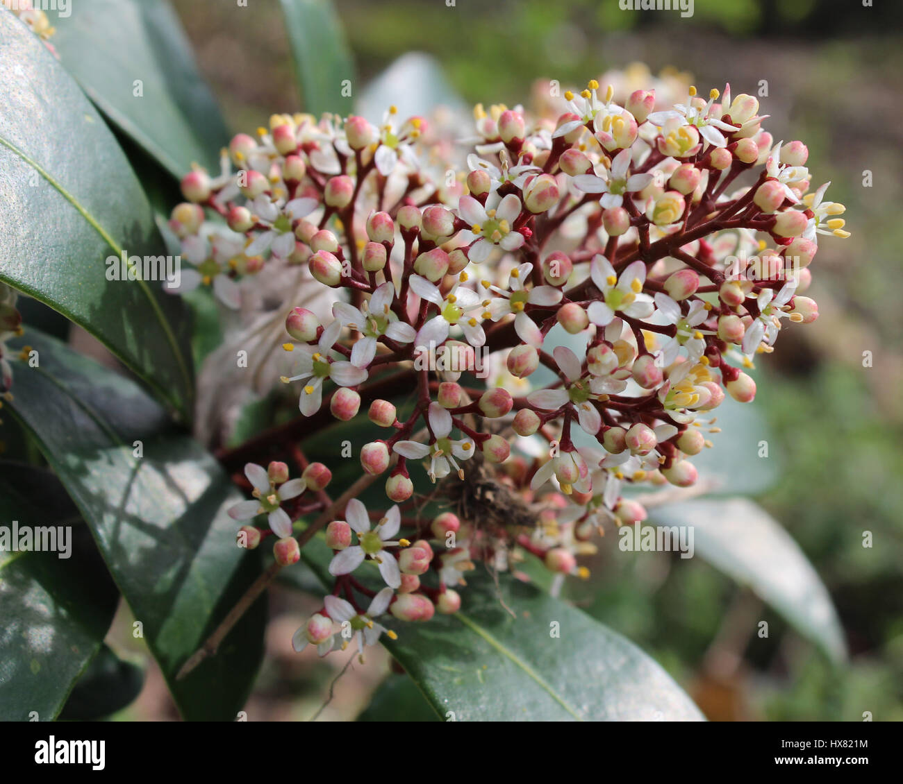 Les jolies fleurs blanches de de Skimmia japonica skimmia japonais également appelé, un arbuste à fleurs de printemps. Banque D'Images