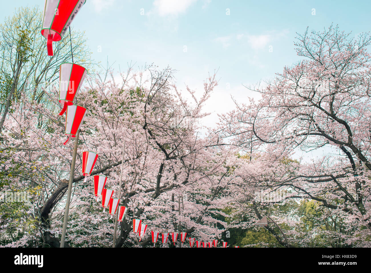 Cerisiers en fleurs dans le parc Ueno, Tokyo, Japon. Dire texte Bonne Année Banque D'Images