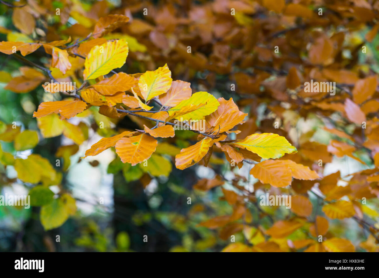 Les feuilles d'automne centre focus blur background Banque D'Images
