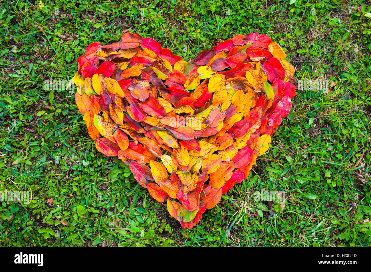 Un cœur créé à partir de feuilles colorées Banque D'Images