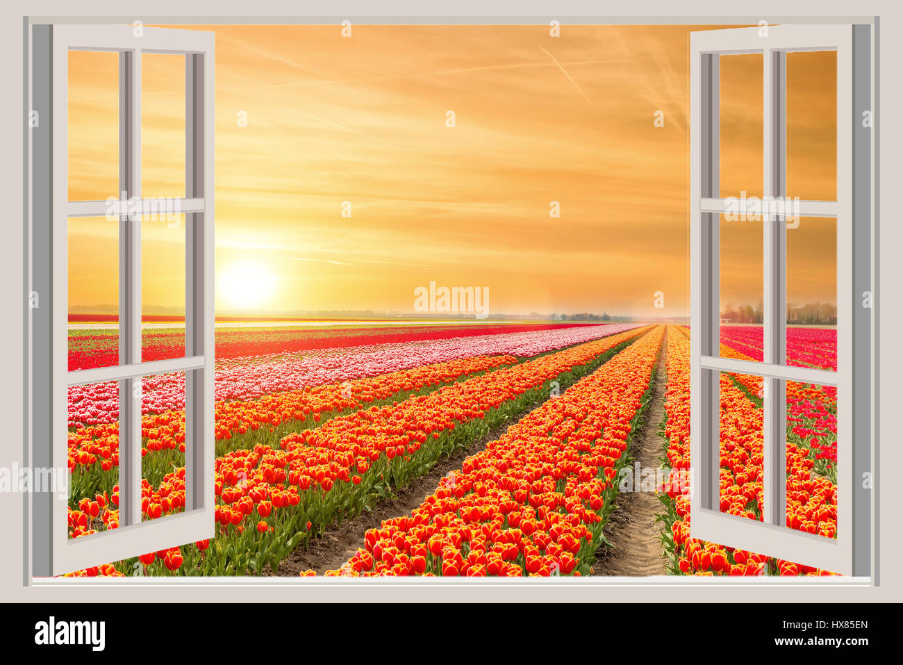 Fenêtre avec beau jardin fleurs tulipes au printemps en Pays-Bas. Banque D'Images