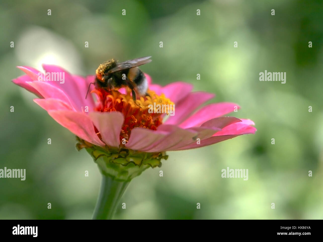 Bourdon est assis sur une fleur rose. Banque D'Images