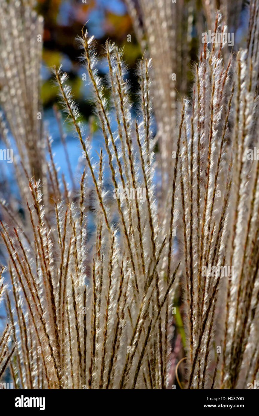 Gros plan d'herbe décorative à l'automne Banque D'Images