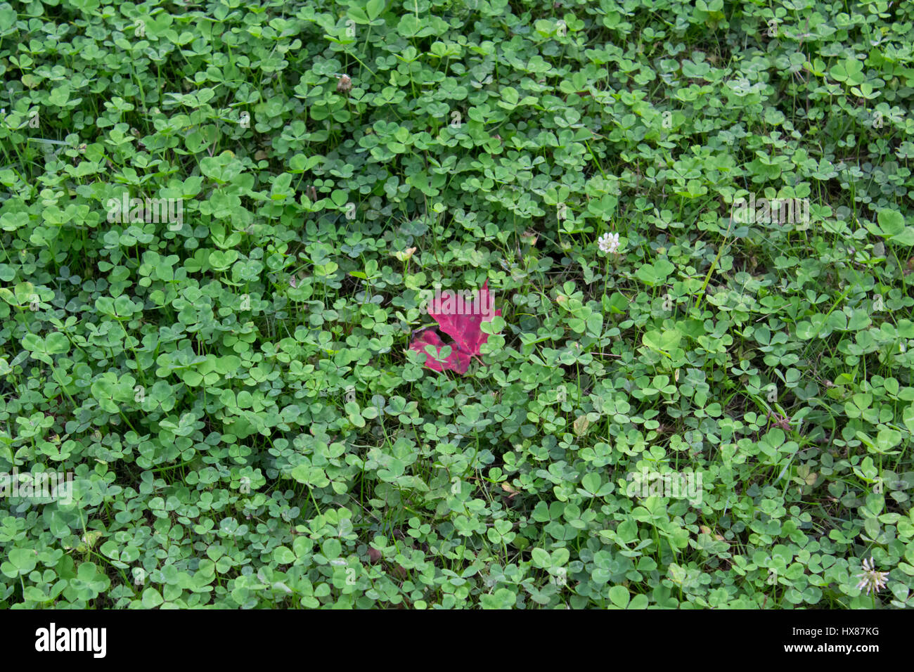 Domaine de clover avec une seule feuille d'érable rouge Banque D'Images