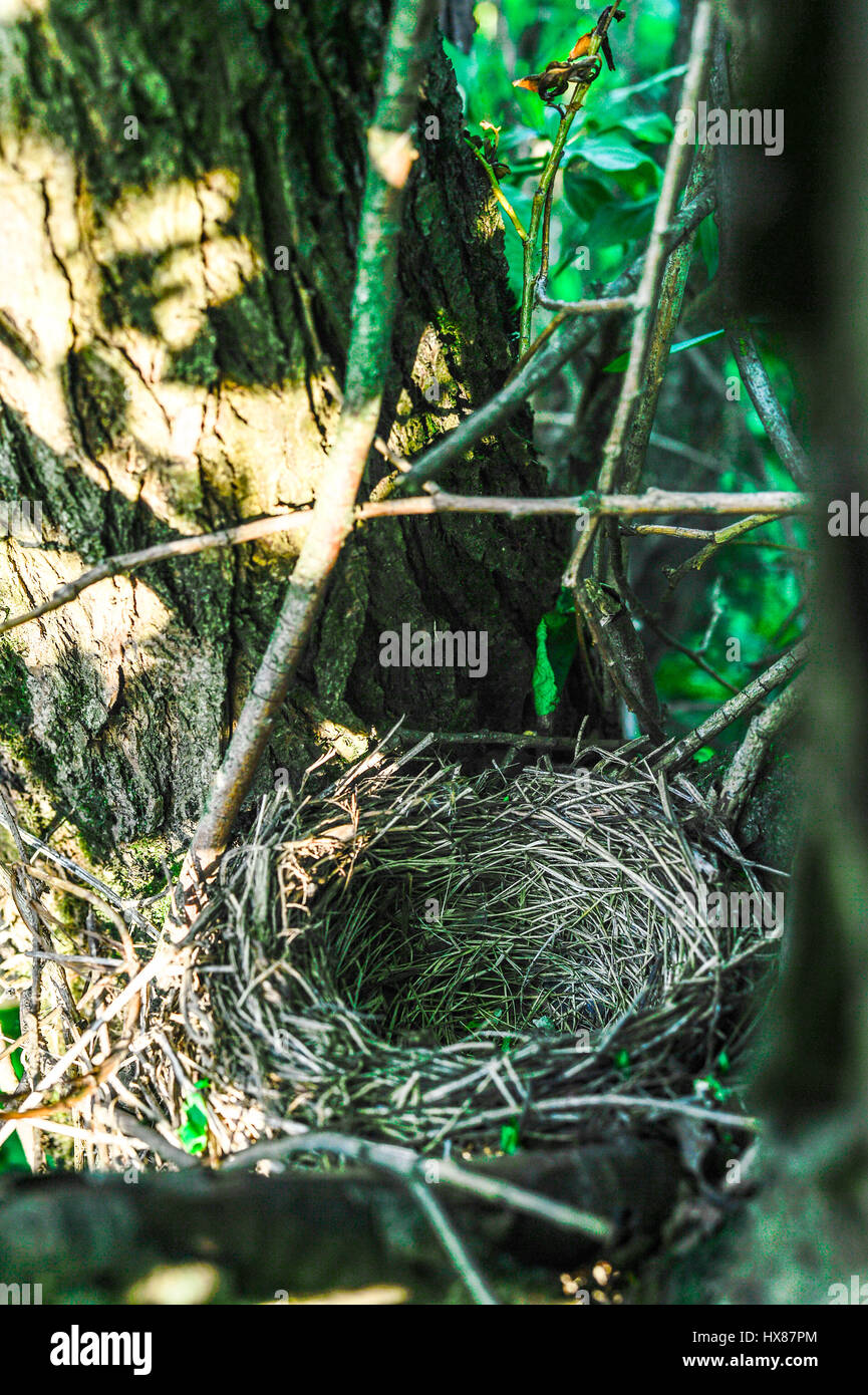 Close up vide d'oiseaux nichent dans l'arbre Banque D'Images