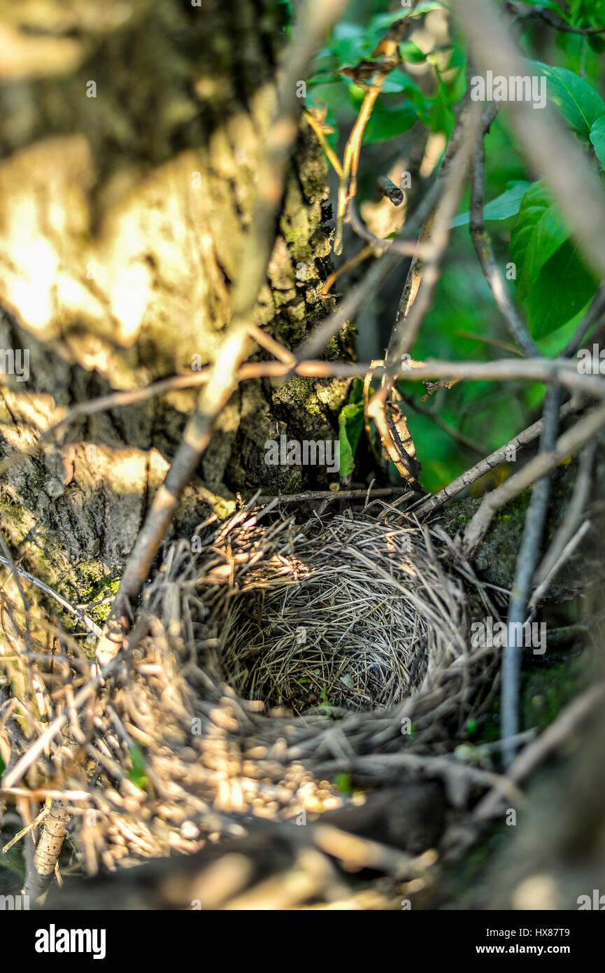 Close up vide d'oiseaux nichent dans l'arbre Banque D'Images