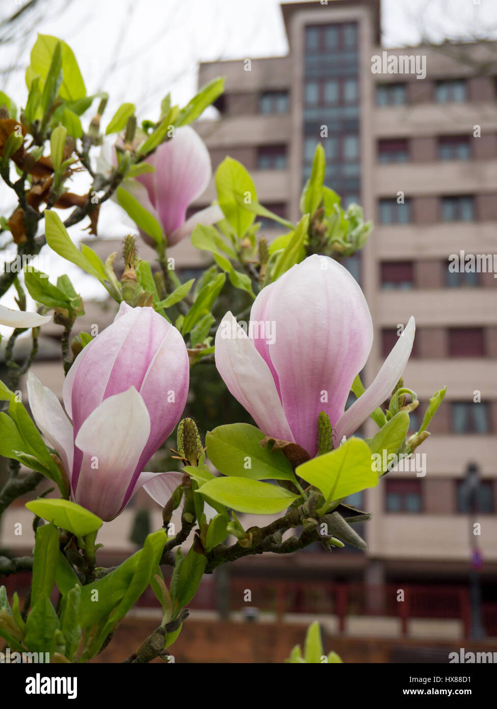 Magnolia rose des fleurs au fond de la ville floues Banque D'Images