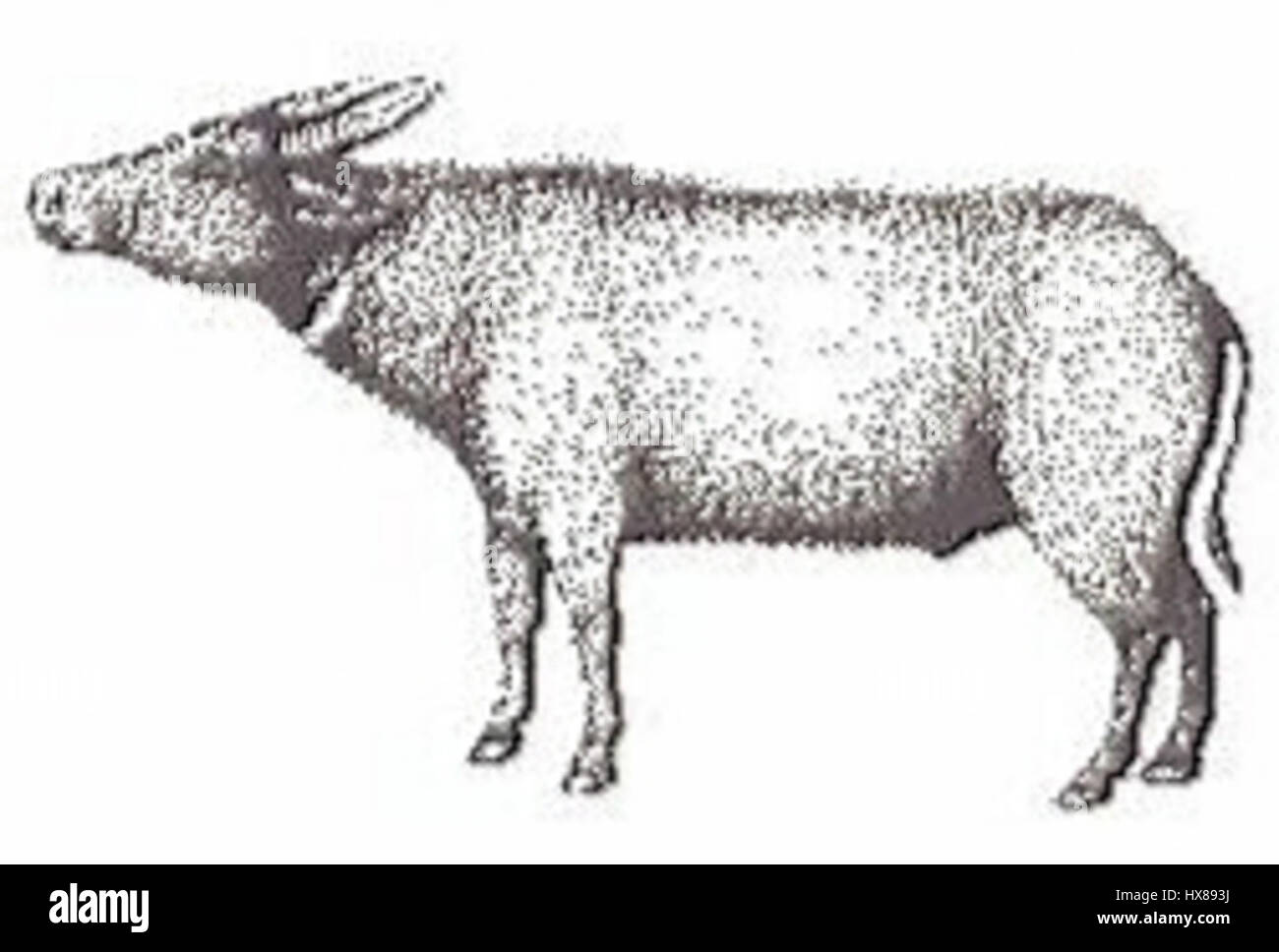 Mindorensis désigne une espèce de palmier originaire de l'île de Mindoro aux Philippines. Connue pour son aspect distinctif et ses caractéristiques tropicales, cette plante se trouve souvent dans des environnements humides. Banque D'Images