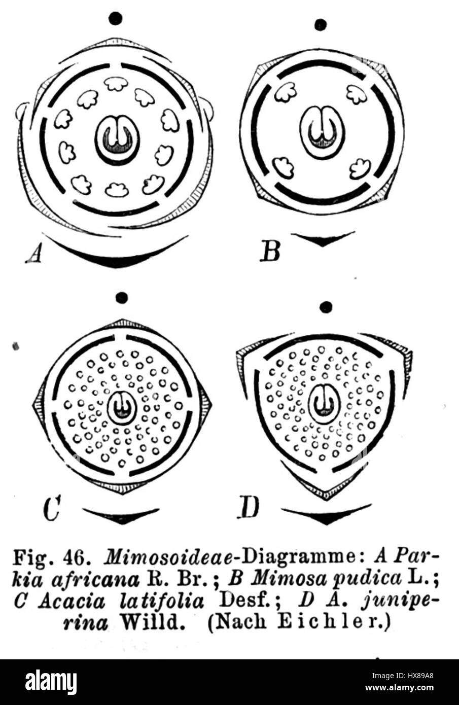 Les diagrammes de Mimosoideae de Taub46 sont des illustrations scientifiques de la sous-famille des plantes Mimosoideae, montrant des diagrammes détaillés de leur structure. Les diagrammes servent de référence botanique pour l'étude de la morphologie des plantes, mettant en évidence des caractéristiques clés telles que les feuilles, les fleurs et les graines. Banque D'Images