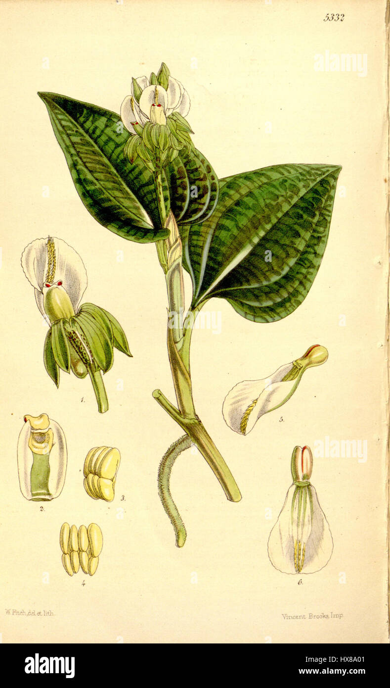 Cette illustration botanique du magazine Botanical de Curtis représente l’espèce rare Nephelaphyllum pulchrum, mettant en valeur ses caractéristiques délicates et ses détails complexes. L'illustration, datant de 1862, sert de référence importante pour l'étude des espèces végétales du XIXe siècle. Banque D'Images