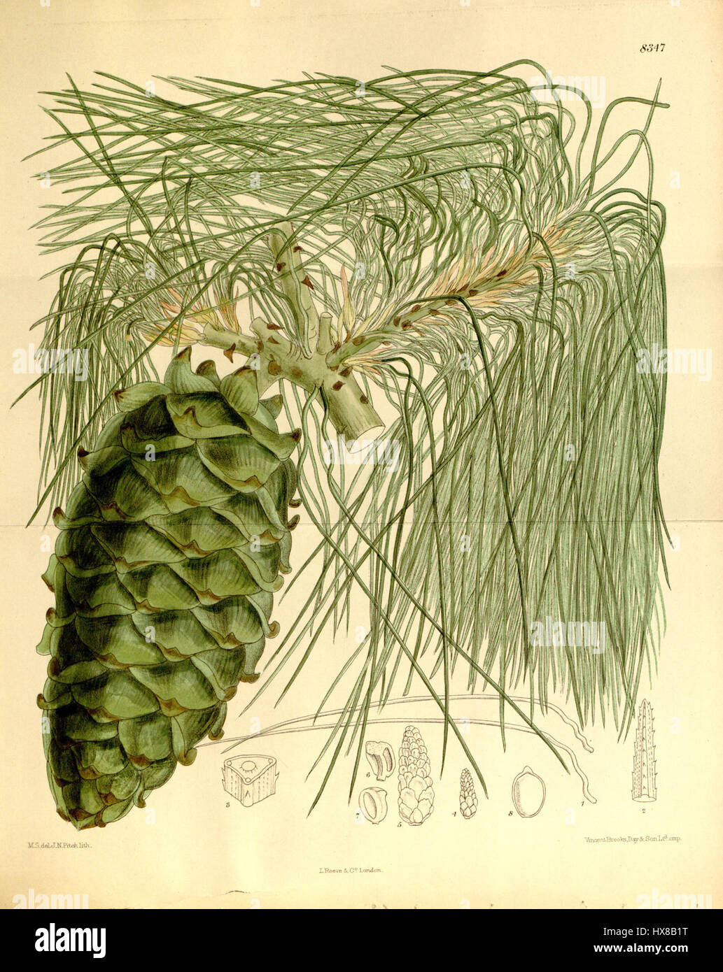 Pinus armandii 136 8347 Banque D'Images