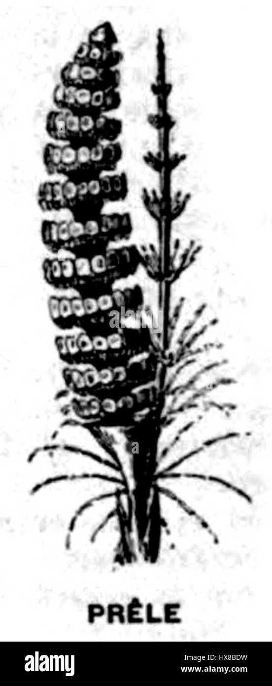 Prele Banque D'Images