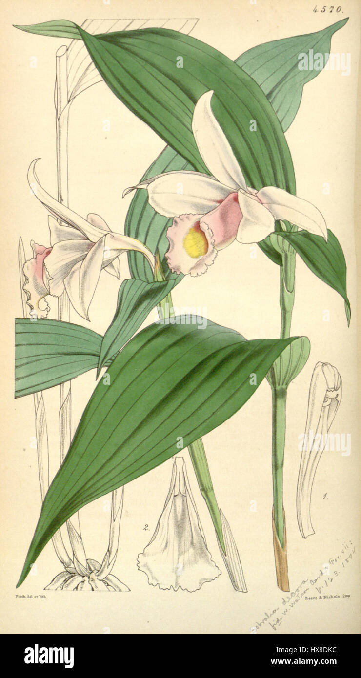 Sobralia sessilis, également connu sous le nom de Sobralia decora, est une espèce d'orchidée présentée dans le magazine Botanical de Curtis en 1851. Cette plante est remarquable pour ses fleurs frappantes et sa classification dans la famille des Orchidaceae. Banque D'Images