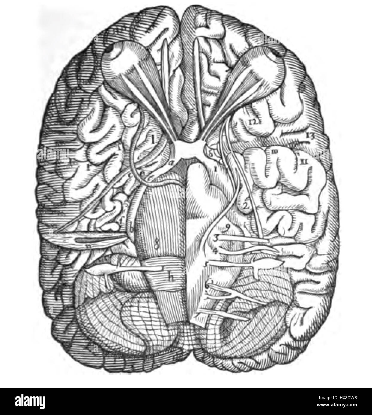 L’illustration de Varolio représente une structure anatomique, en particulier le pont de Varolio, une partie essentielle du tronc cérébral impliqué dans la communication entre le cerveau et la moelle épinière. L'illustration sert d'étude détaillée en neuroanatomie. Banque D'Images