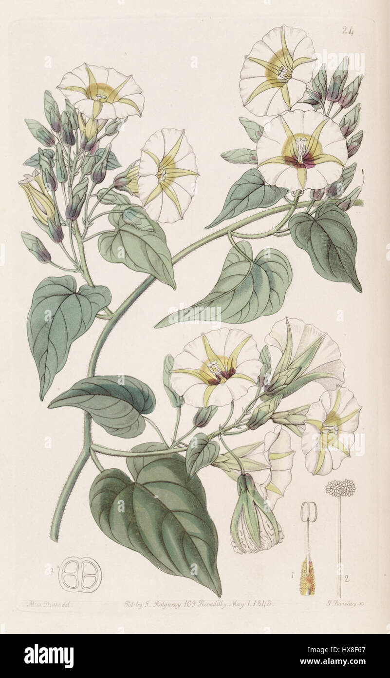 Turbina corymbosa, également connu sous le nom d'Ipomoea cymosa, est une plante à fleurs figurant dans le registre botanique de 1843. Les caractéristiques distinctives de la plante, y compris ses grappes florales et sa nature grimpante, sont documentées pour référence botanique. Banque D'Images