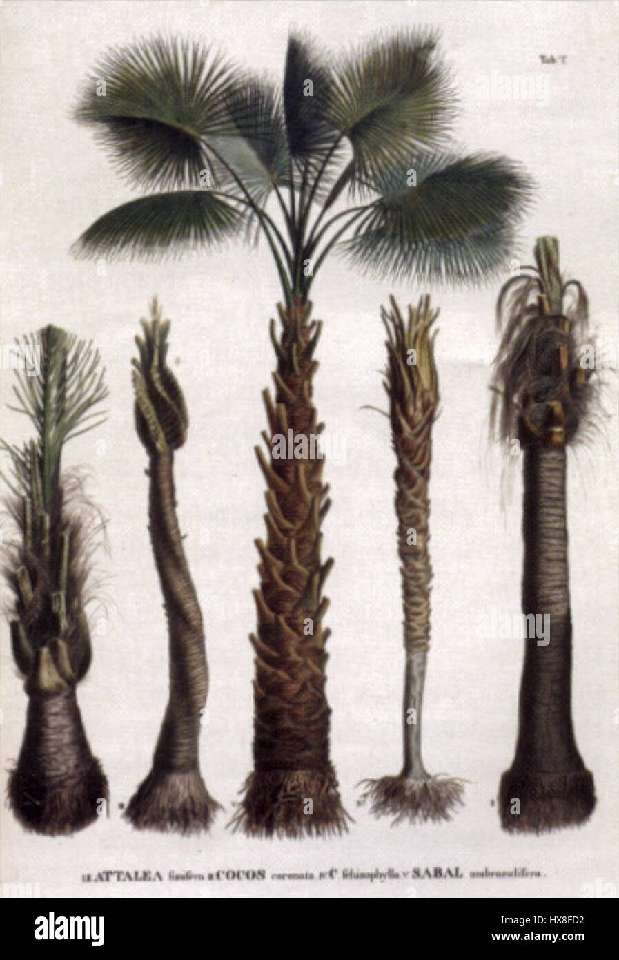 'Historia Naturalis Palmarum' de Karl Martius, publié en 1833, est un travail complet sur les variétés de palmiers. Le livre présente des illustrations détaillées et des descriptions de différentes espèces de palmiers, contribuant à la connaissance botanique de l'époque. Les travaux de Martius restent une référence importante pour l’étude des palmiers et de la biologie végétale. Banque D'Images