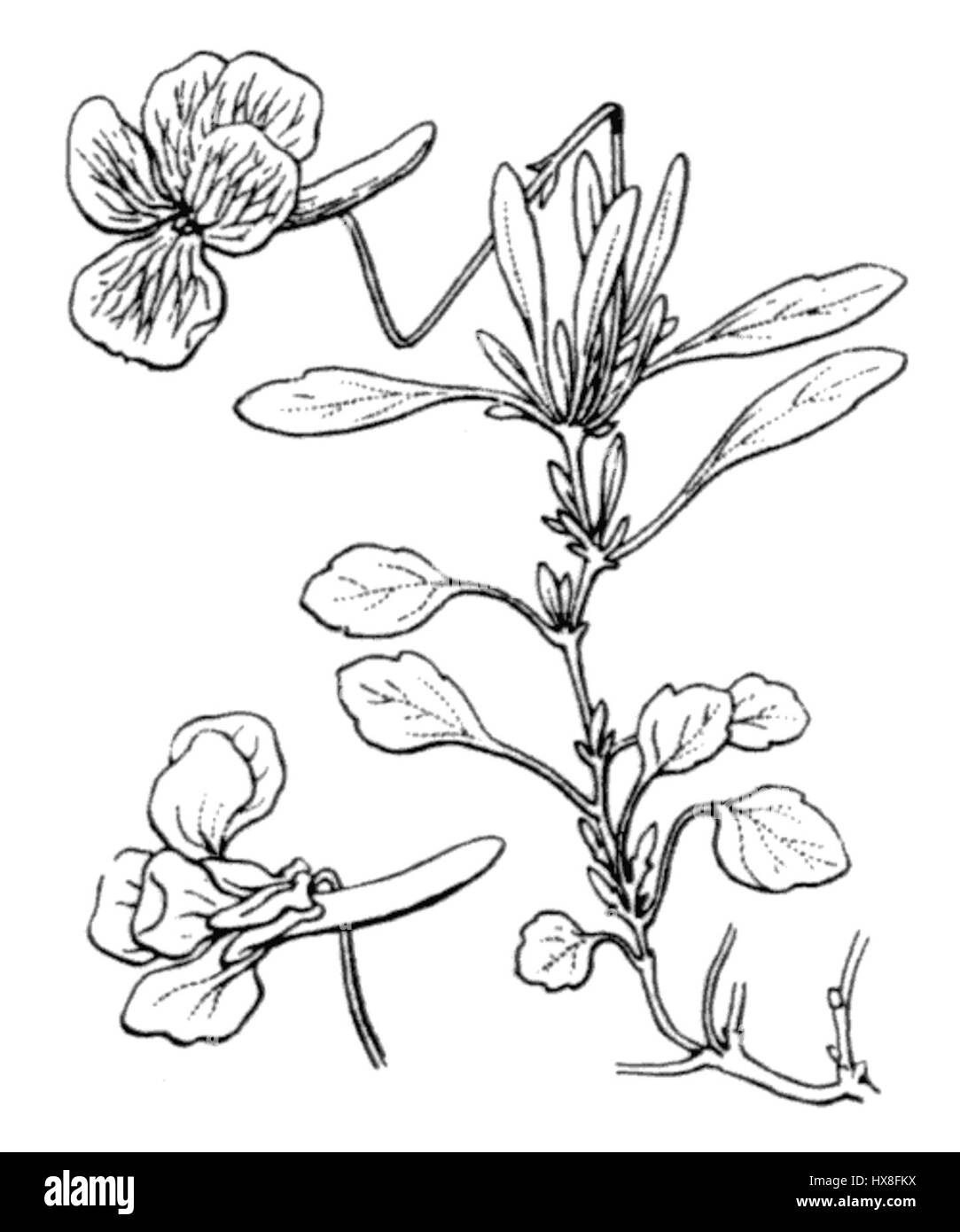 'Viola Corsica' est une illustration botanique de Coste, mettant l'accent sur les espèces indigènes de violettes trouvées en Corse. Le travail met en évidence les caractéristiques délicates de la plante et son importance dans la flore Corse. Banque D'Images