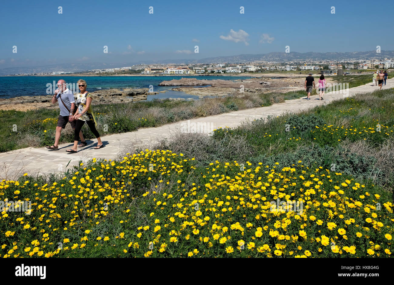 Les marcheurs de la Couronne passe en pleine floraison de marguerites sur le chemin côtier, Kato Paphos Paphos, Chypre. Banque D'Images