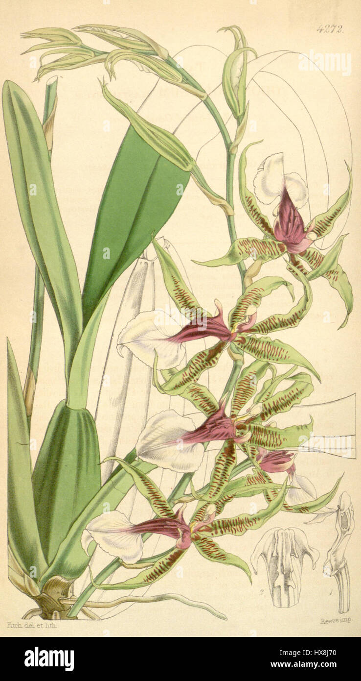 Oncidium hastilabium (anciennement Odontoglossum hastilabium) est une espèce d'orchidée décrite dans le magazine Botanical de Curtis en 1846. La gravure montre la structure détaillée de la plante, y compris son arrangement floral distinctif et son feuillage. Banque D'Images
